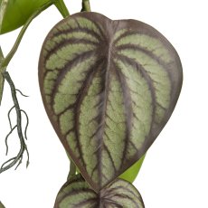 Dwarf pepper in hanging pot, 85cm, green