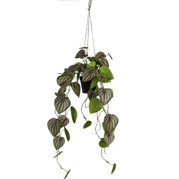 Dwarf pepper in hanging pot, 85cm, green