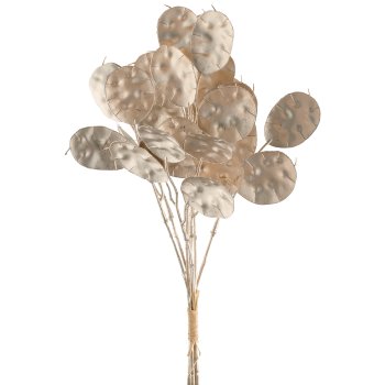 Lunariabund x3, 36cm, champagner