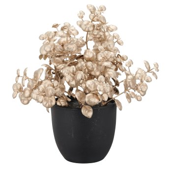 Myrthen-/Korallen-/Eukalyptus Töpfchen, 3fa.so., 17cm, champagner