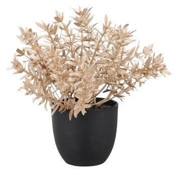 Myrthen-/Korallen-/Eukalyptus Töpfchen, 3fa.so., 17cm, champagner