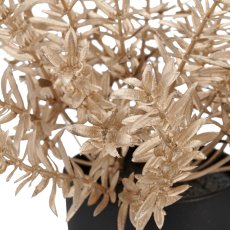 Myrthen-/Korallen-/Eukalyptus Töpfchen, 3fa.so., 17cm, champagner