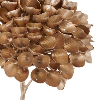 Ixora, 52cm, champagne