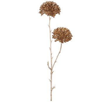 Ixora, 52cm, champagne