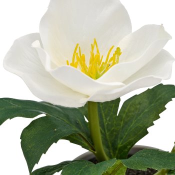 Christrose, 16cm, weiß, in grauem Kunststofftopf 7x7x6,5cm