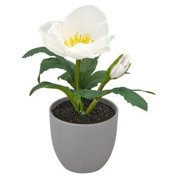Christrose, 16cm, weiß, in grauem Kunststofftopf 7x7x6,5cm