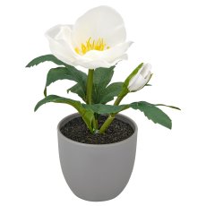 Christrose, 16cm, weiß, in grauem Kunststofftopf 7x7x6,5cm