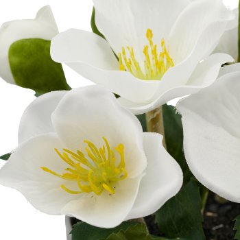 Christmas rose, 20cm, white, in grey plastic pot 9.5x9.5x9cm