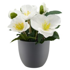 Christrose, 20cm, weiß, in grauem Kunststofftopf 9,5x9,5x9cm