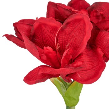 Amaryllis, 35cm, rot, in schwarzem Kunststofftopf 11,5x11,5x10,5cm