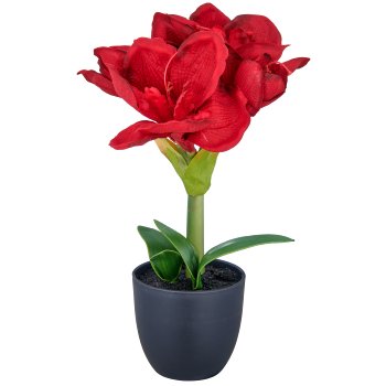Amaryllis, 35cm, rot, in schwarzem Kunststofftopf 11,5x11,5x10,5cm