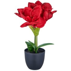 Amaryllis, 35cm, rot, in schwarzem Kunststofftopf 11,5x11,5x10,5cm