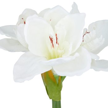Amaryllis, 35cm, white, in grey plastic pot 11.5x11.5x10.5cm