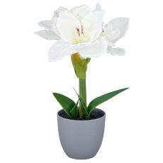 Amaryllis, 35cm, weiß, in grauem Kunststofftopf 11,5x11,5x10,5cm