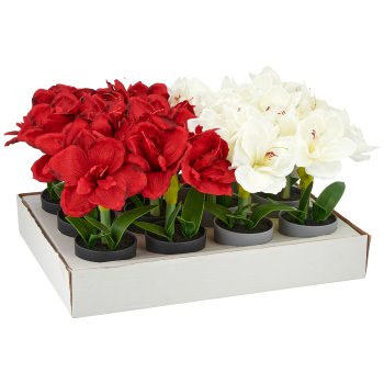 Amaryllis im Topf, 35cm, sort. 6x rot + 6x weiß, in weißem Display-Karton
