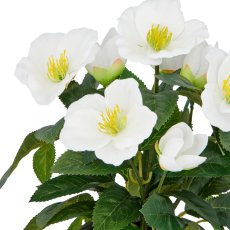 Christrose, 31cm, weiß, in grauem Kunststofftopf 11,5x11,5x10,5cm