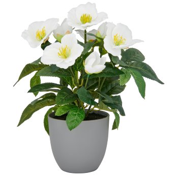 Christrose, 31cm, weiß, in grauem Kunststofftopf 11,5x11,5x10,5cm