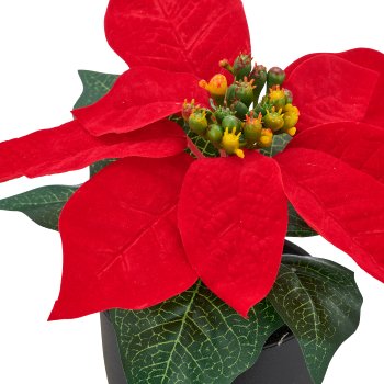 Poinsettia, 16cm, red, in black plastic pot 8x8x7.5cm