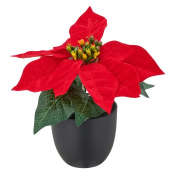 Poinsettia, 16cm, red, in black plastic pot 8x8x7.5cm