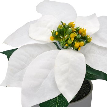 Poinsettie, 16cm, weiß, in grauem Kunststofftopf 8x8x7,5cm