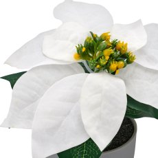 Poinsettie, 16cm, weiß, in grauem Kunststofftopf 8x8x7,5cm