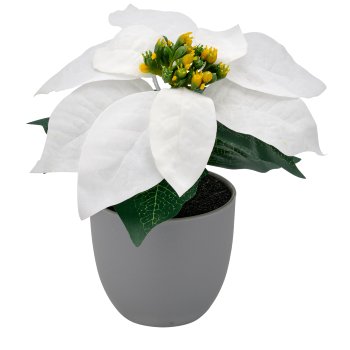 Poinsettie, 16cm, weiß, in grauem Kunststofftopf 8x8x7,5cm