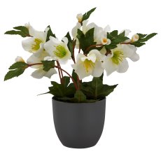 Christrose, 23cm, weiß, in grauem Kunststofftopf 10x10x8,5cm