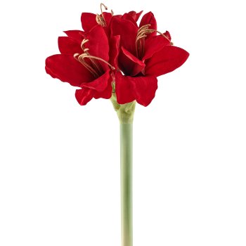 Amaryllis, 31cm, rot