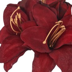 Amaryllis, 31cm, rubin