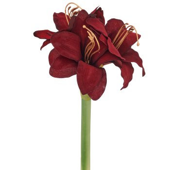 Amaryllis, 31cm, rubin