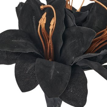 Amaryllis, 31cm, schwarz