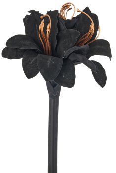 Amaryllis, 31cm, schwarz