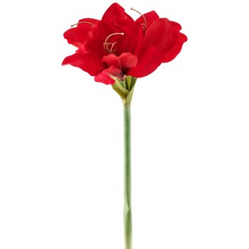 Amaryllis, 50cm, rot
