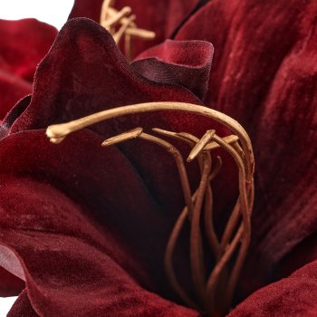 Amaryllis, 50cm, rubin
