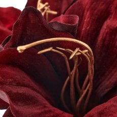 Amaryllis, 50cm, rubin