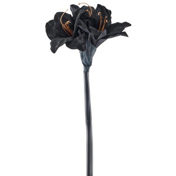 Amaryllis, 50cm, schwarz