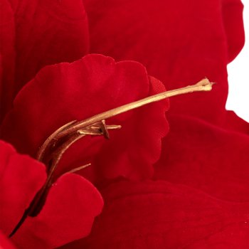 Amaryllis, 64cm, red