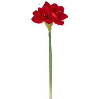 Amaryllis, 64cm, red