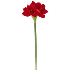 Amaryllis, 64cm, rot