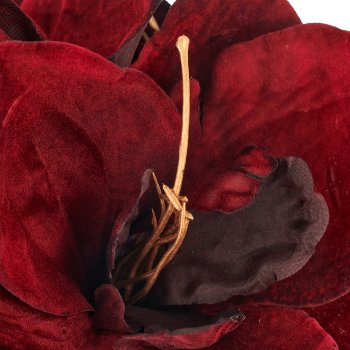 Amaryllis, 64cm, rubin