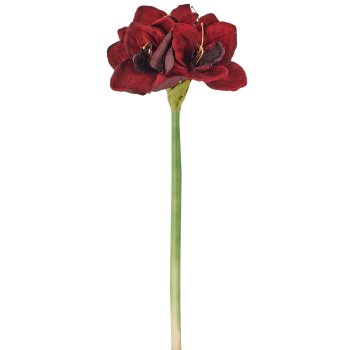 Amaryllis, 64cm, rubin