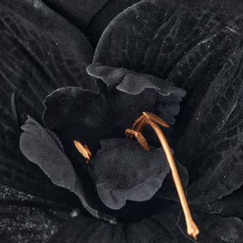 Amaryllis, 64cm, black