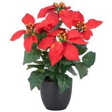 Weihnachtsstern, 35cm, rot, in schwarzem Kunststofftopf 11,5x11,5x10,5cm