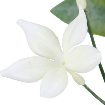 Stephanotiszweig x3, 63cm, weiß