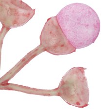 Sumpfmyrthenzweig, 74cm, rosa