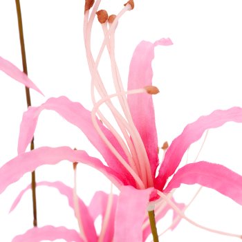 Nerine, 83cm, rosa