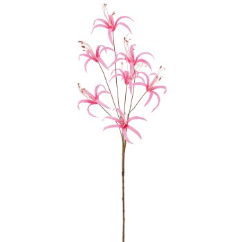 Nerine, 83cm, rosa