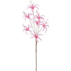 Nerine, 83cm, rosa