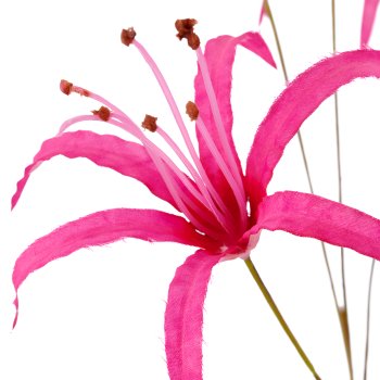 Nerine, 83cm, pink
