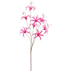 Nerine, 83cm, pink